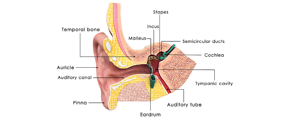 Hearing Aid Page